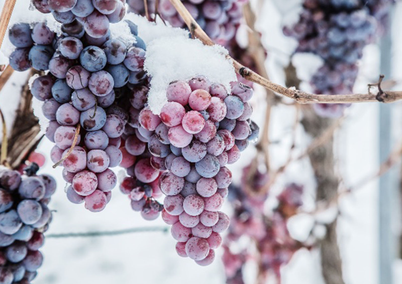 Vin de Glace MISTER ® MEISTER