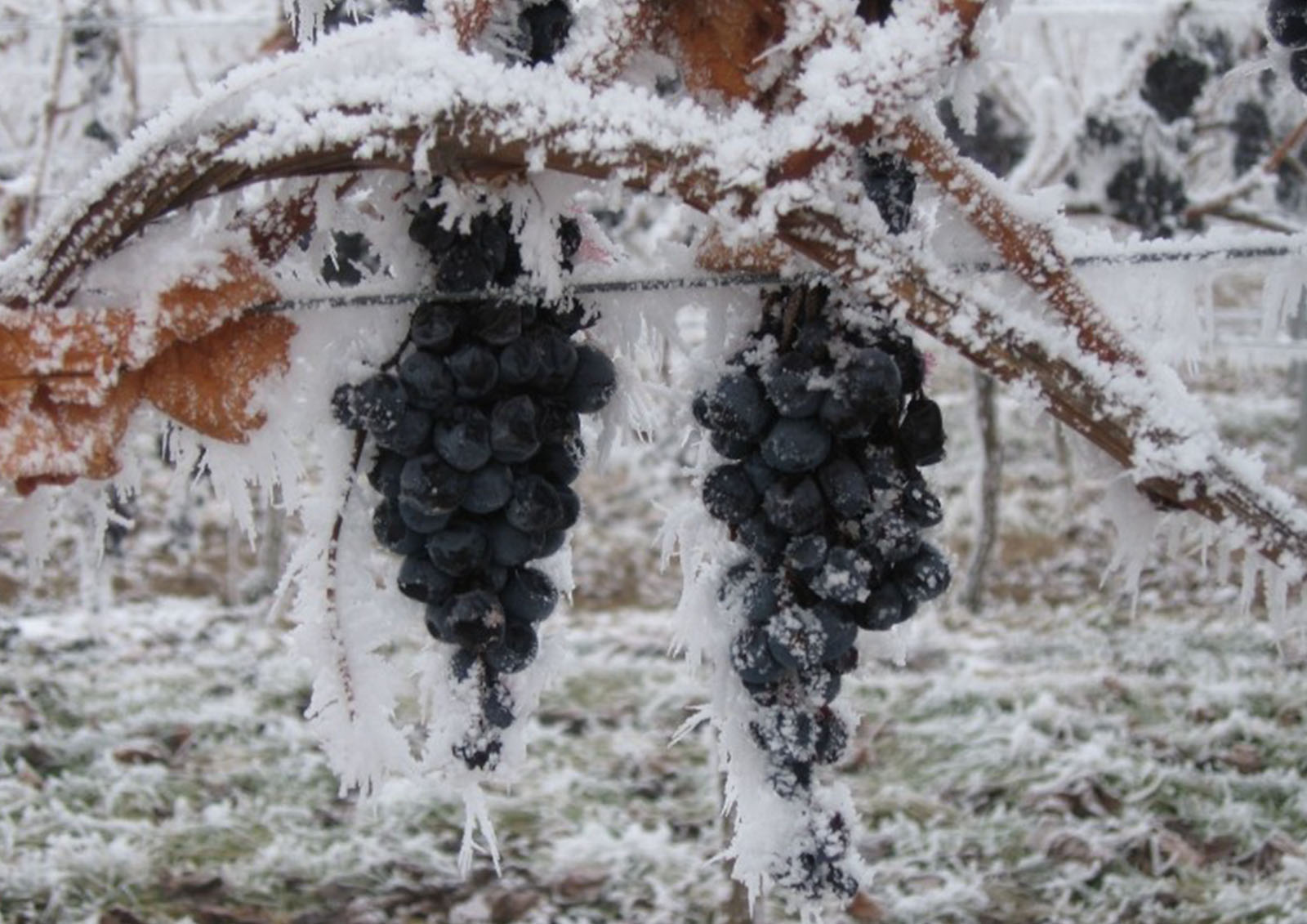Vino de Hielo MISTER ® MEISTER