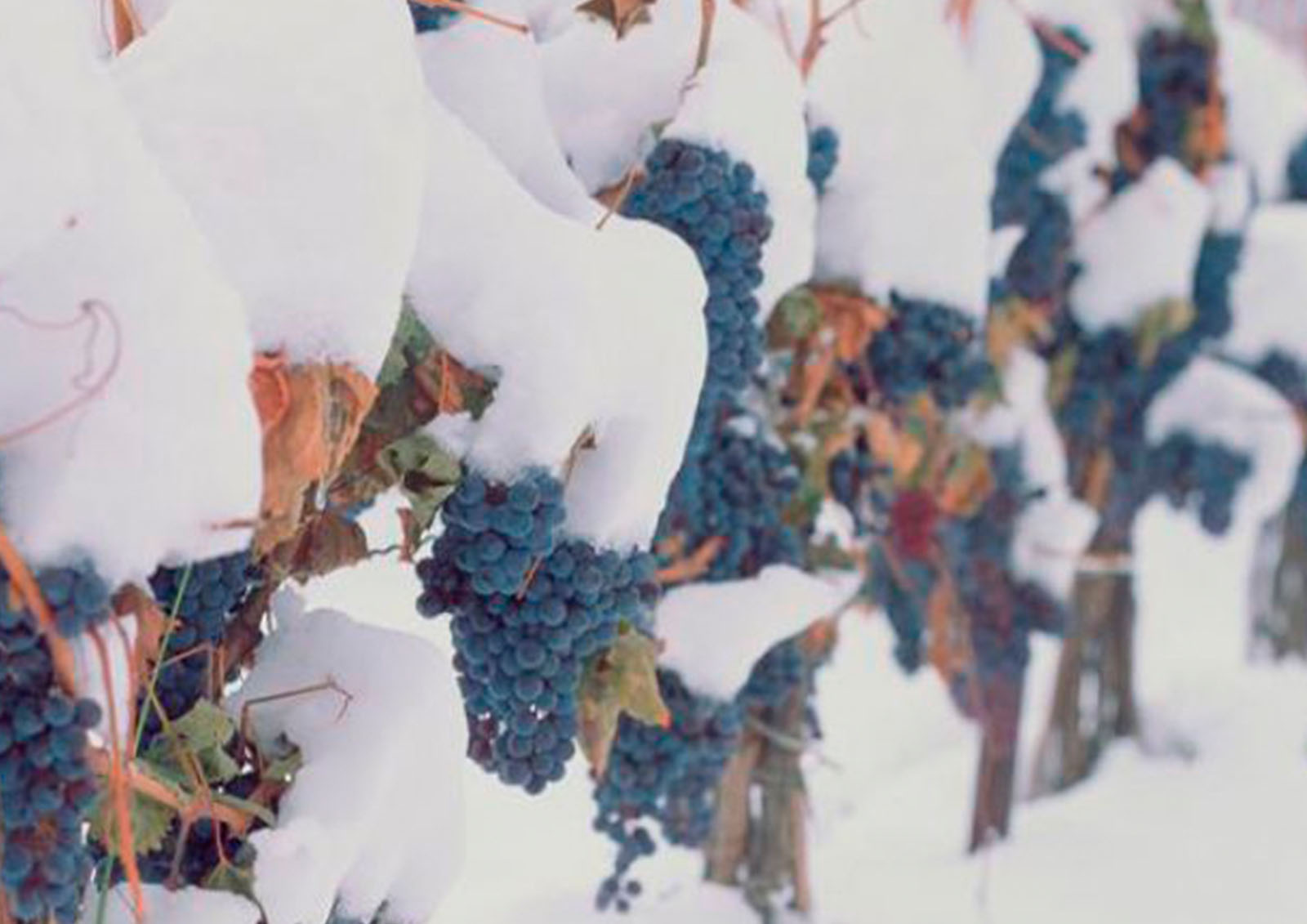 Eiswein MISTER ® MEISTER