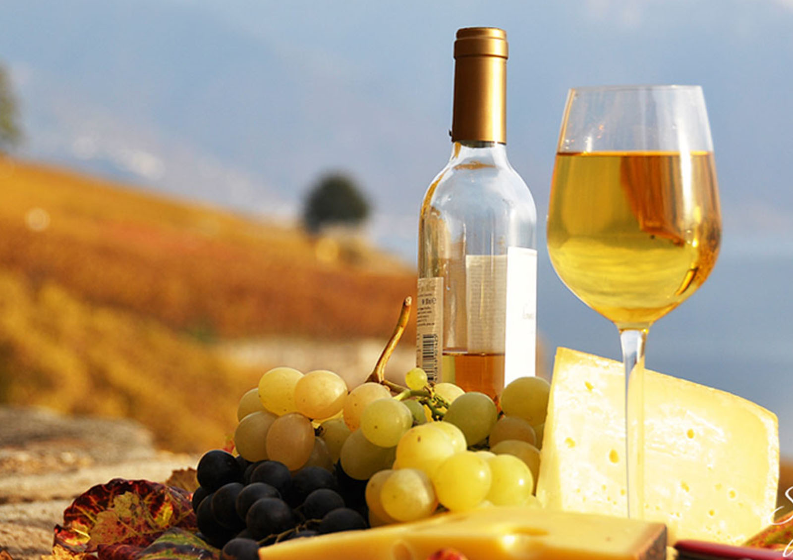 Vinho Laranja MISTER ® MEISTER