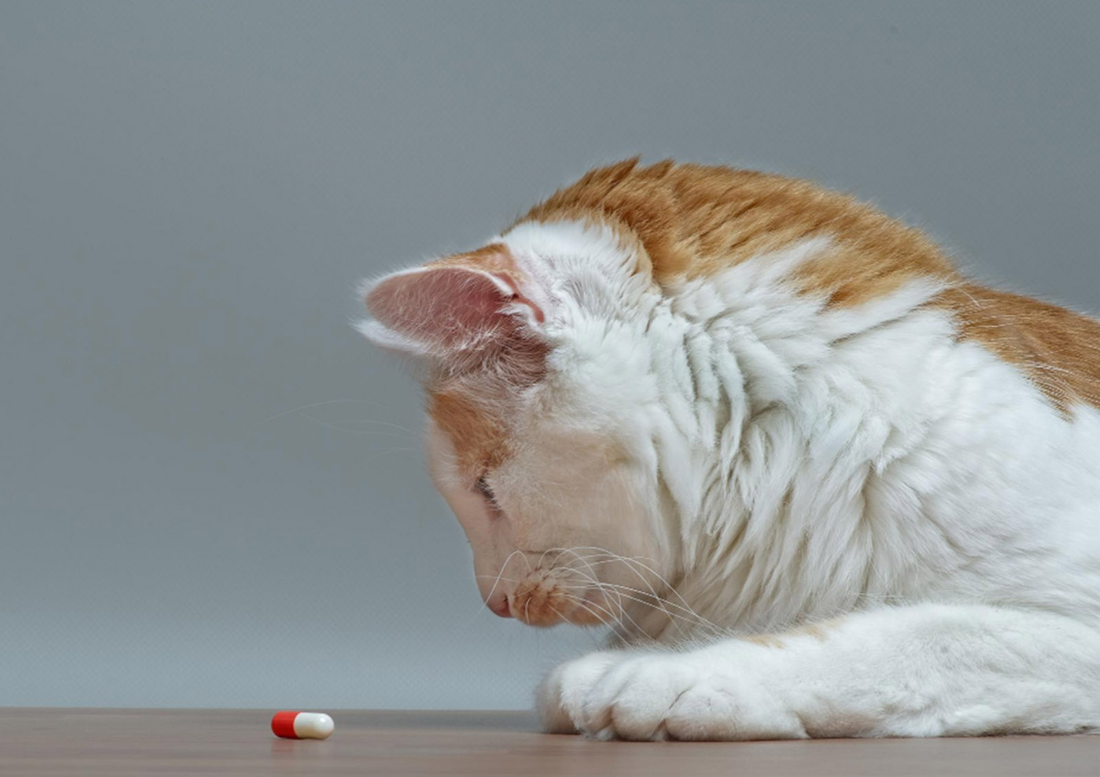 Suplementos e Vitaminas MISTER ® MEISTER