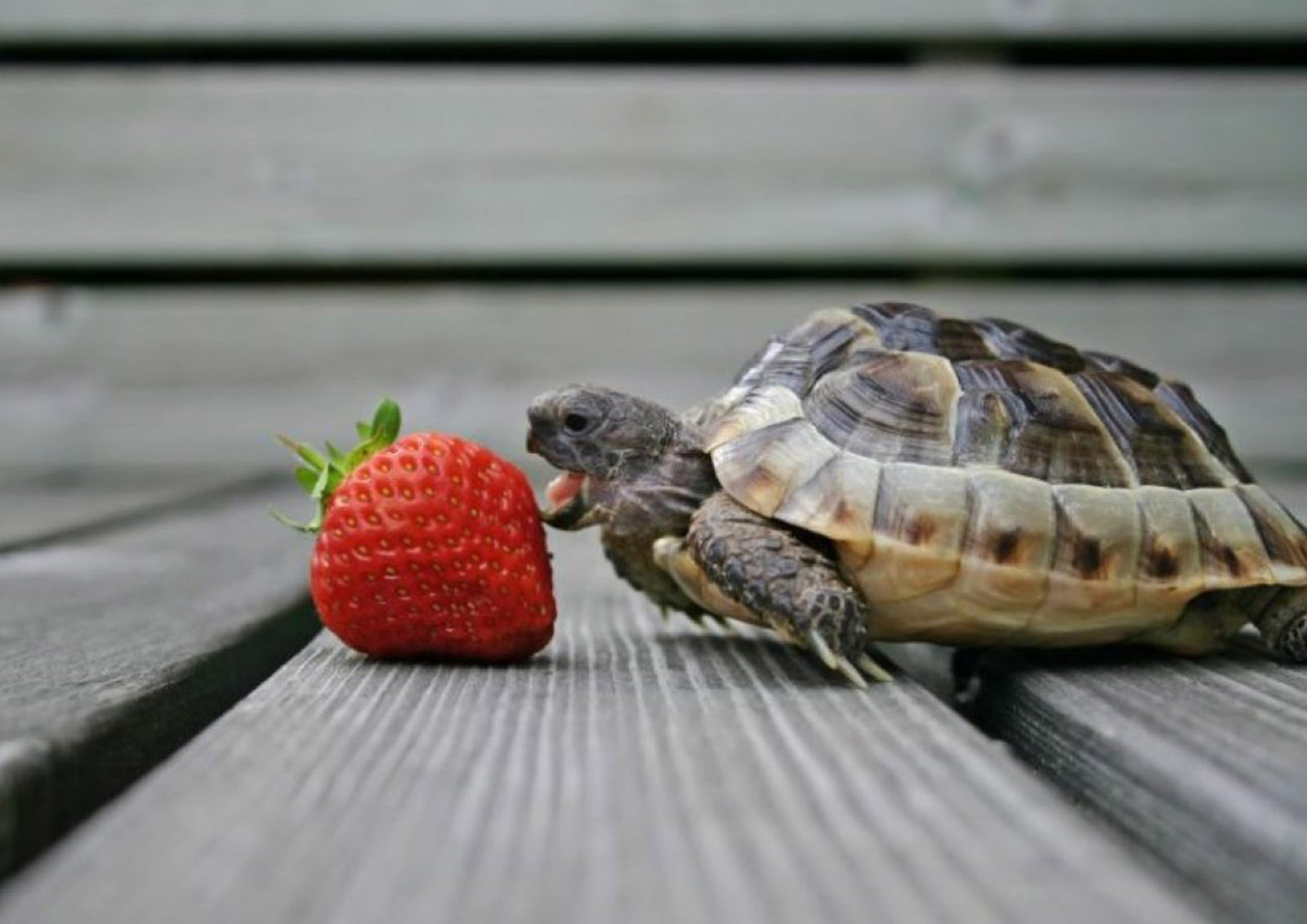Schildkrötenfutter MISTER ® MEISTER