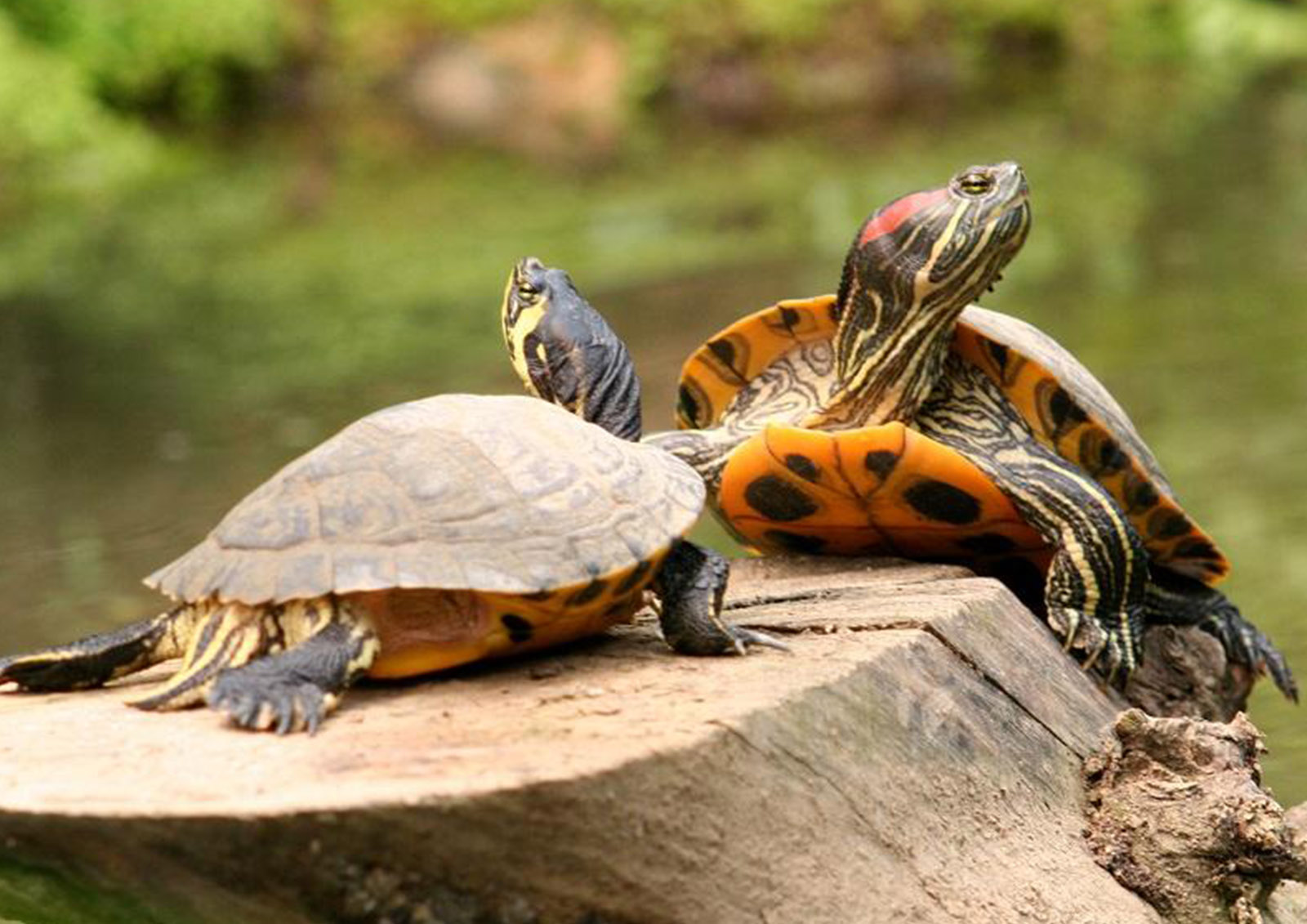 Comida para Tortugas MISTER ® MEISTER