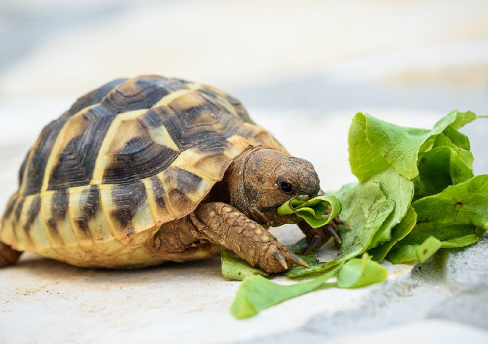 Nourriture pour Tortues MISTER ® MEISTER