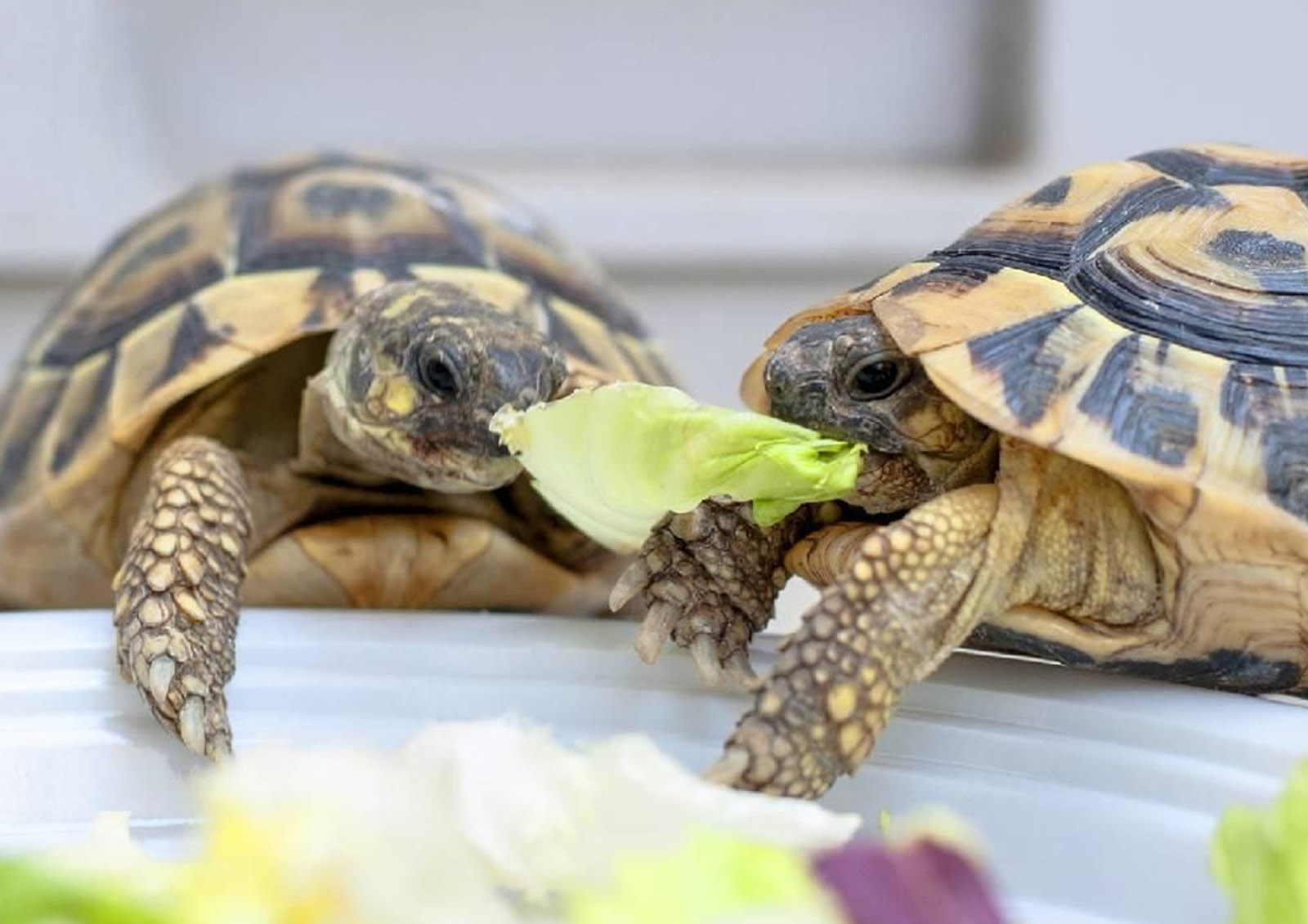 Schildkrötenfutter MISTER ® MEISTER