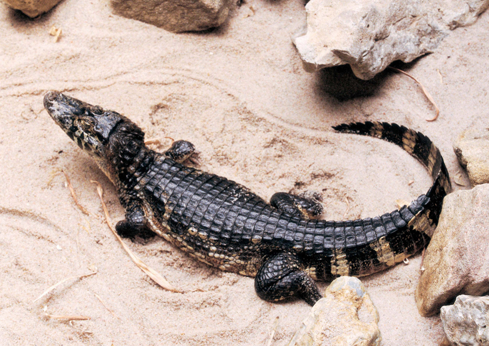 Nourriture pour Reptiles MISTER ® MEISTER