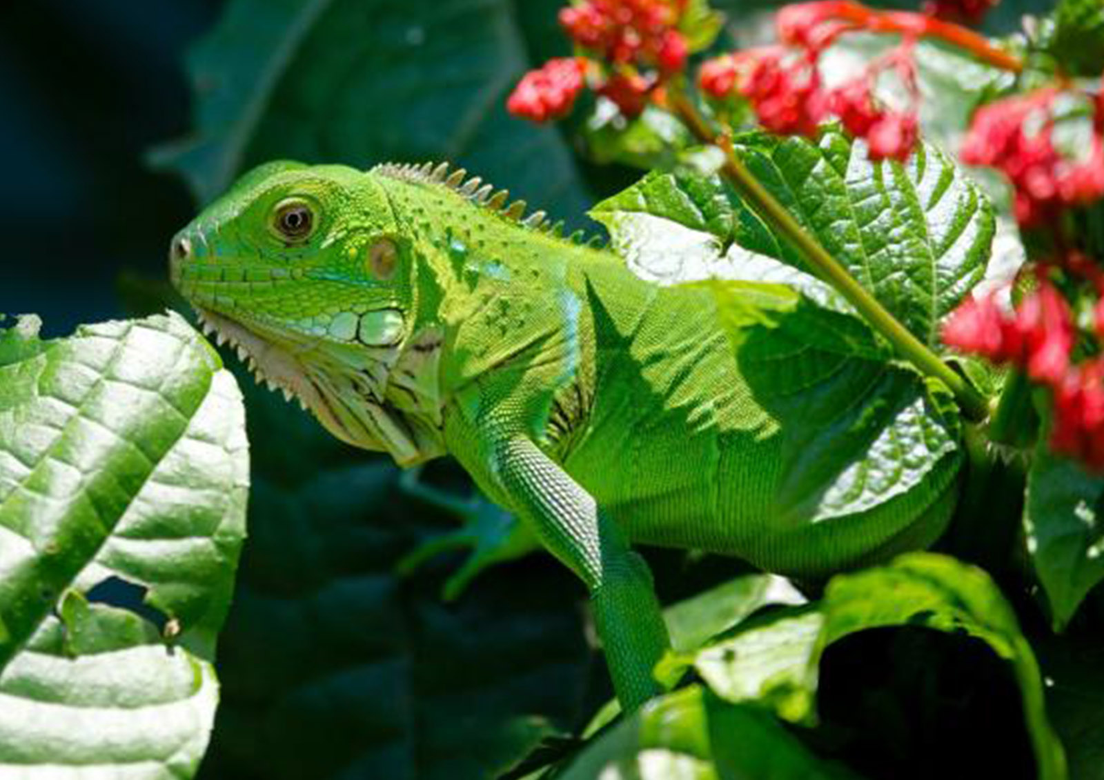 Nourriture pour Reptiles MISTER ® MEISTER