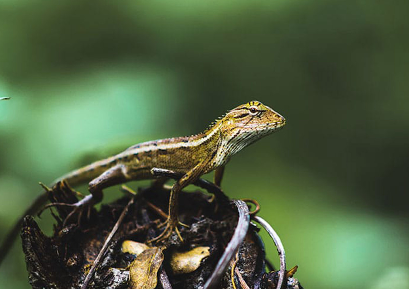 Reptilienfutter MISTER ® MEISTER