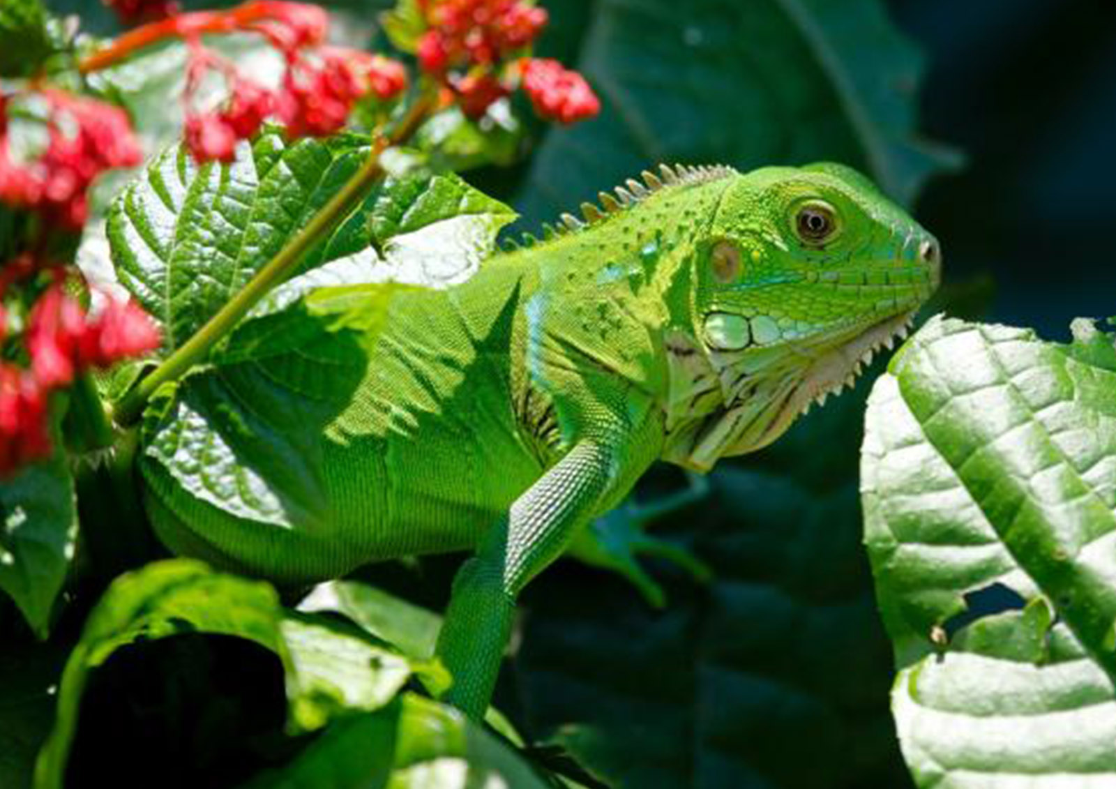 Reptilienfutter MISTER ® MEISTER