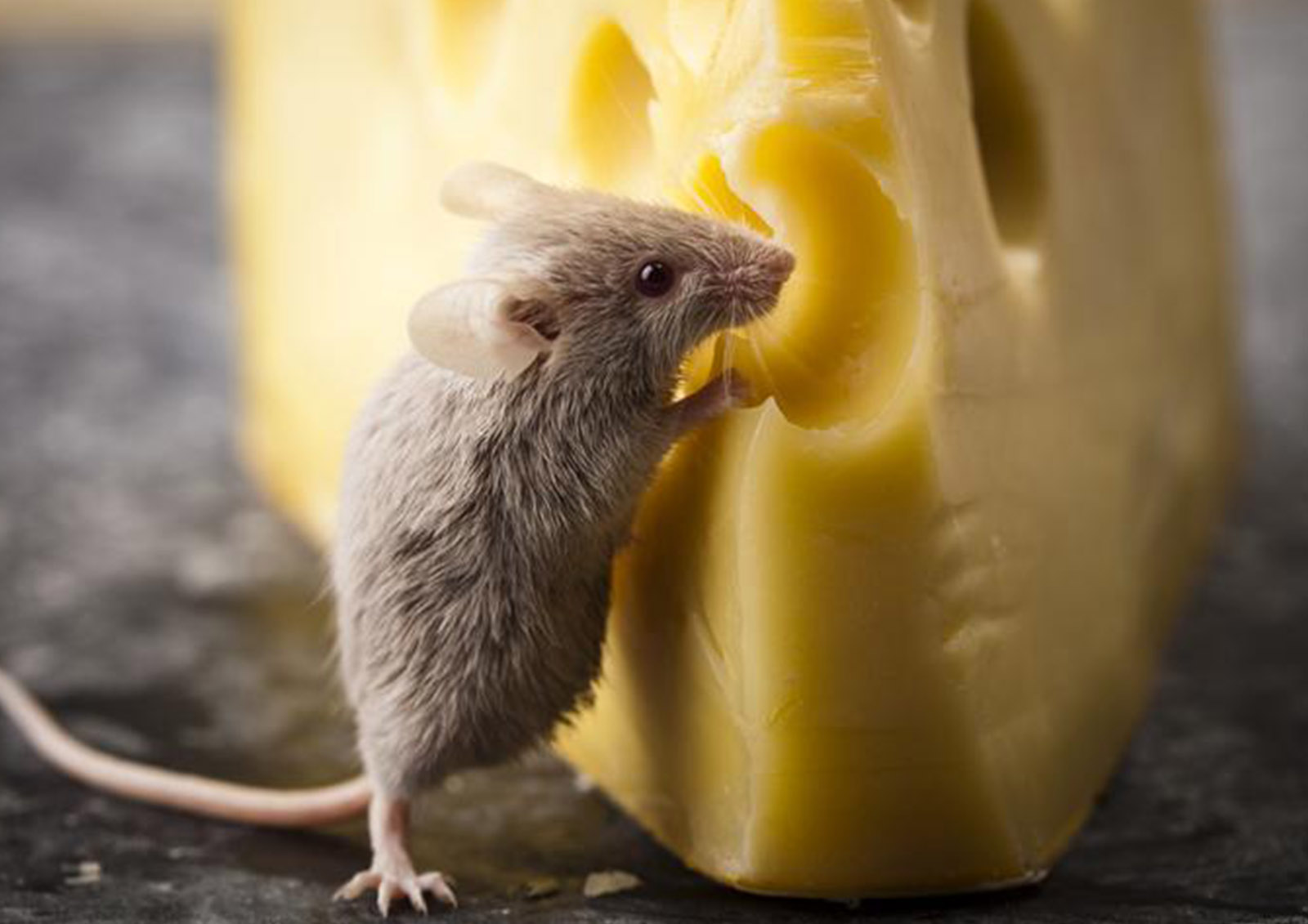 Rodent Food MISTER ® MEISTER