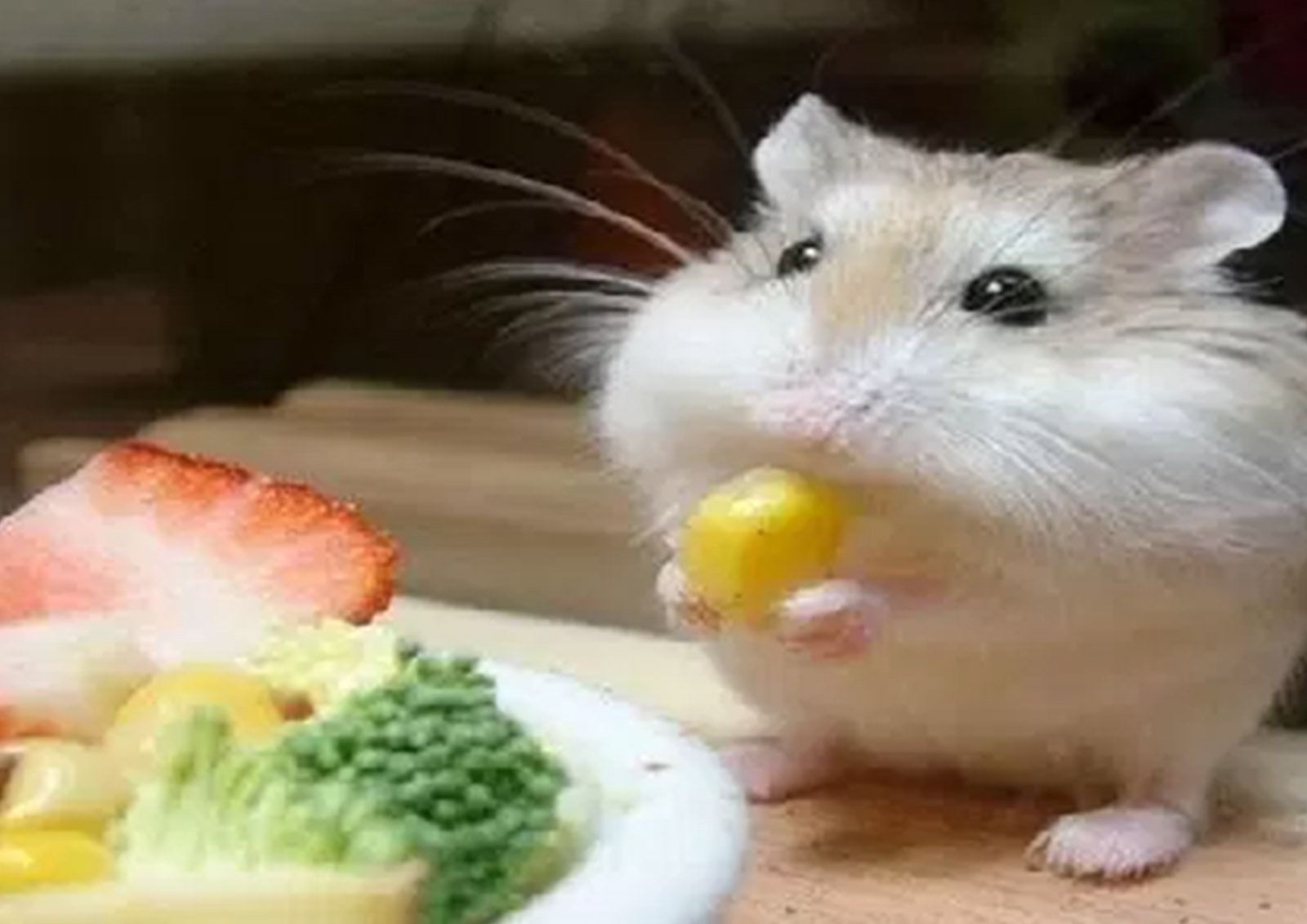 Nagetierfutter MISTER ® MEISTER