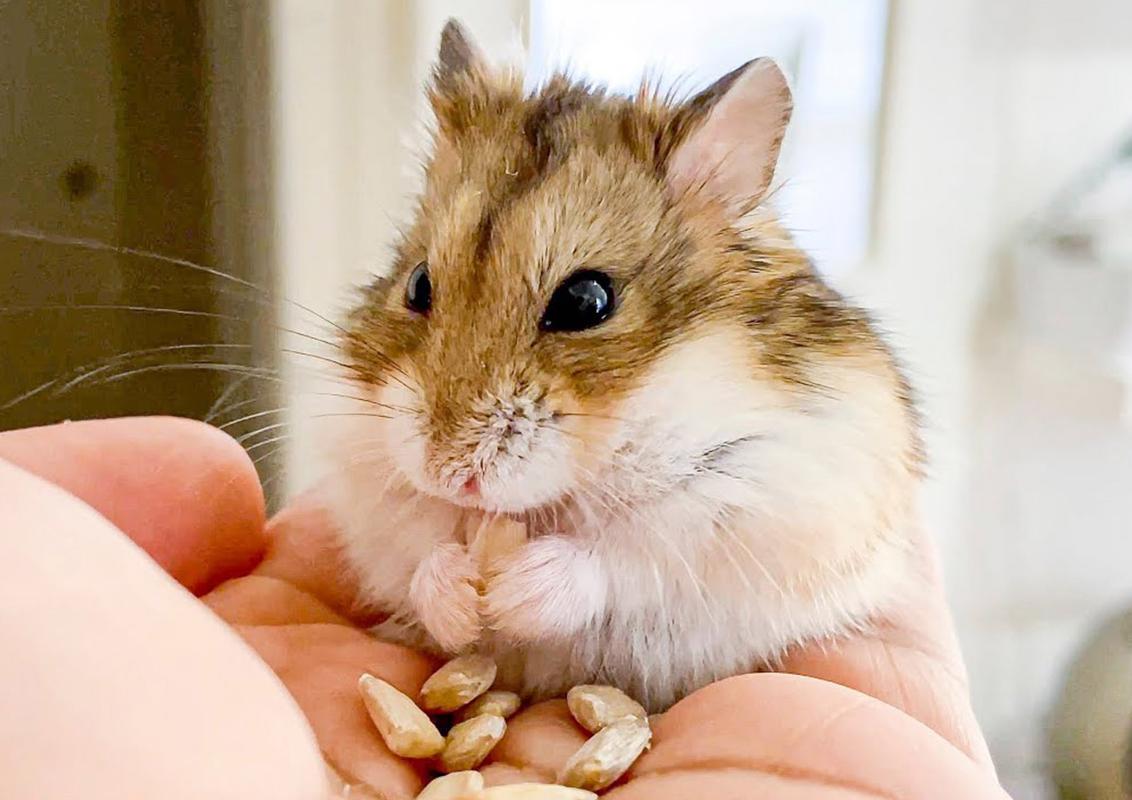 齧歯動物用フード MISTER ® MEISTER