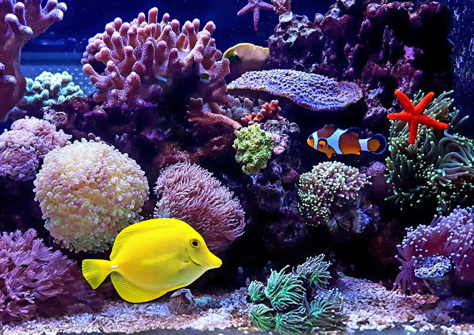 Fish Food MISTER ® MEISTER