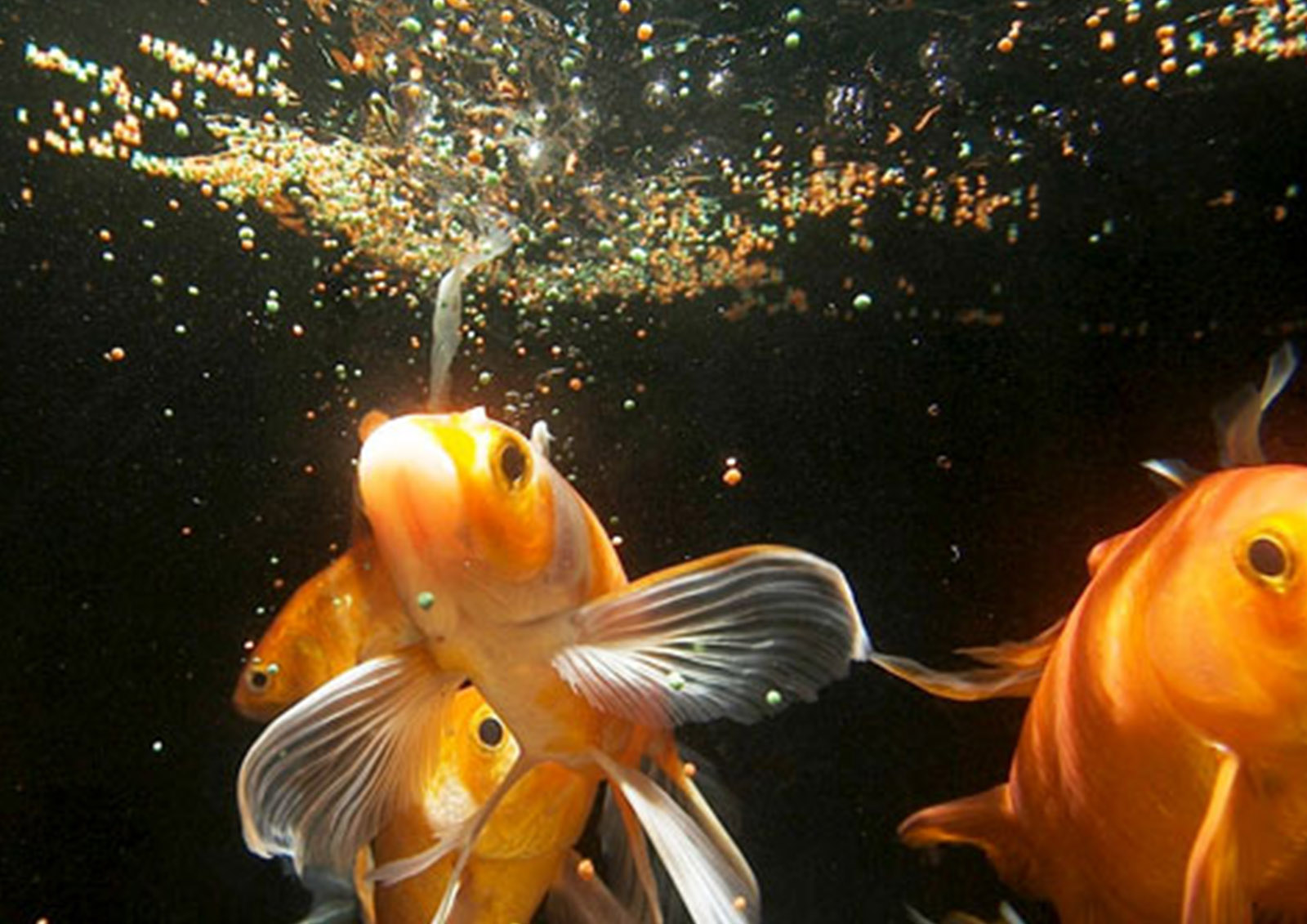 Nourriture pour Poissons MISTER ® MEISTER