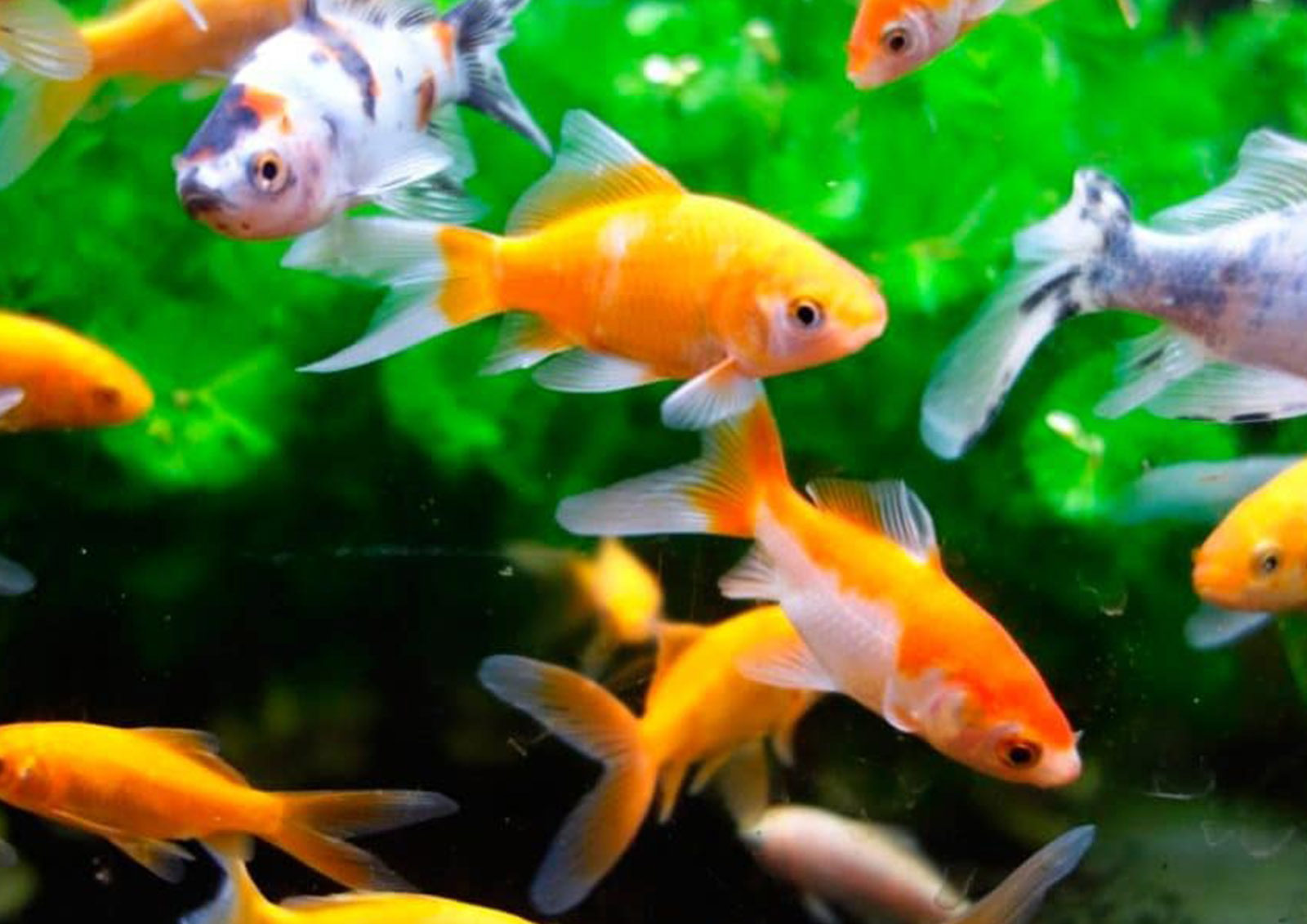 Comida para Peixes MISTER ® MEISTER