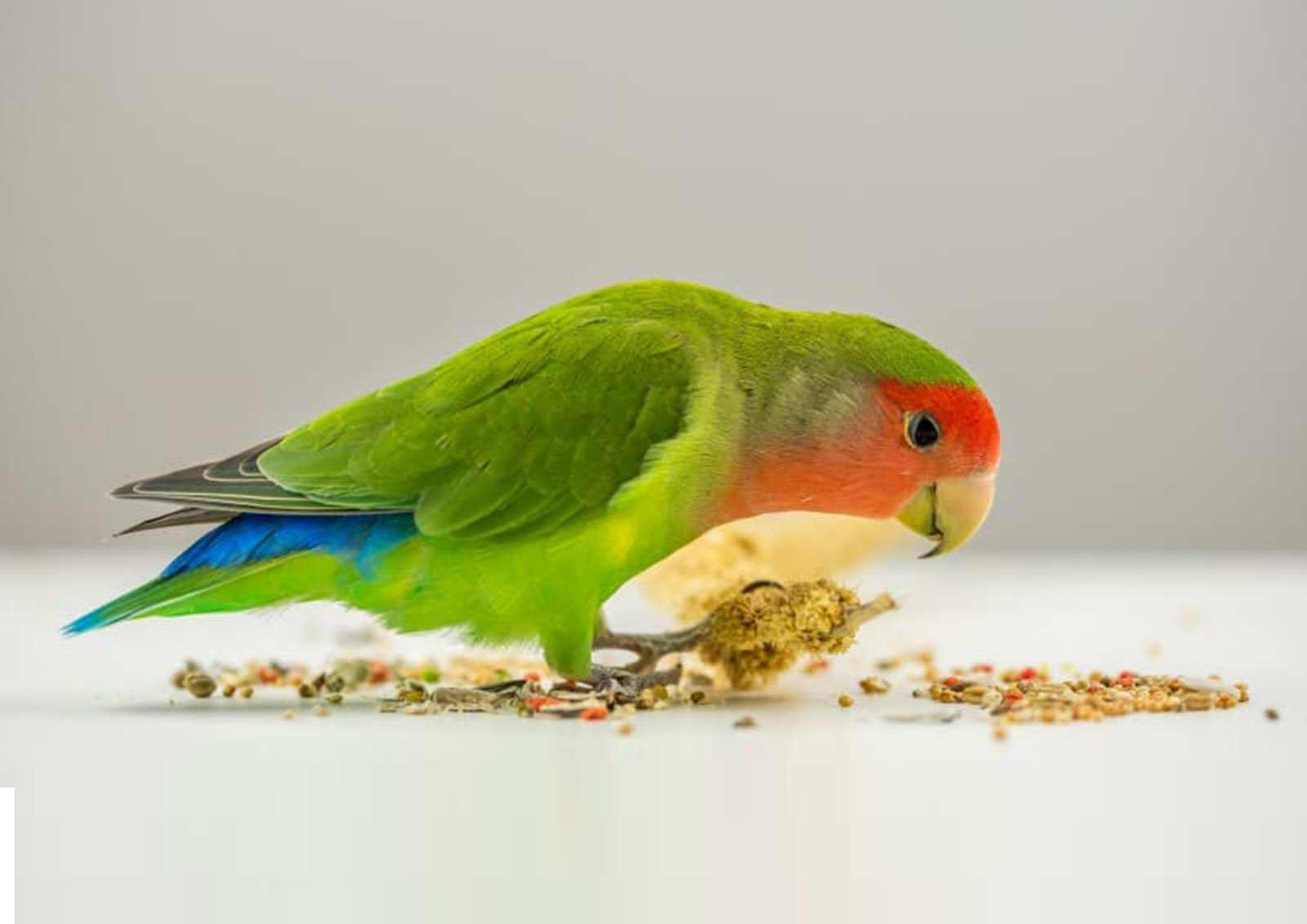 Vogelfutter und Samen MISTER ® MEISTER