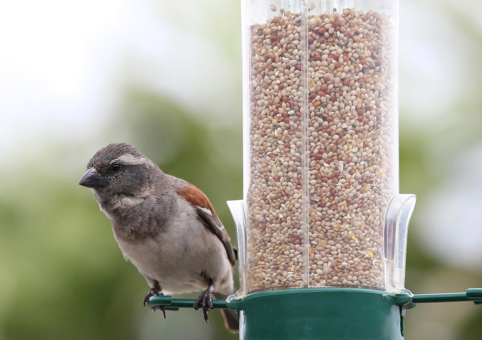 Nourriture et Graines pour Oiseaux MISTER ® MEISTER