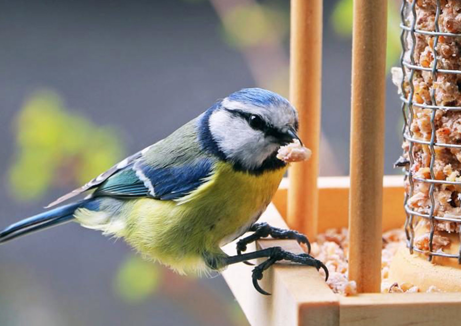 Comida e Sementes para Aves MISTER ® MEISTER