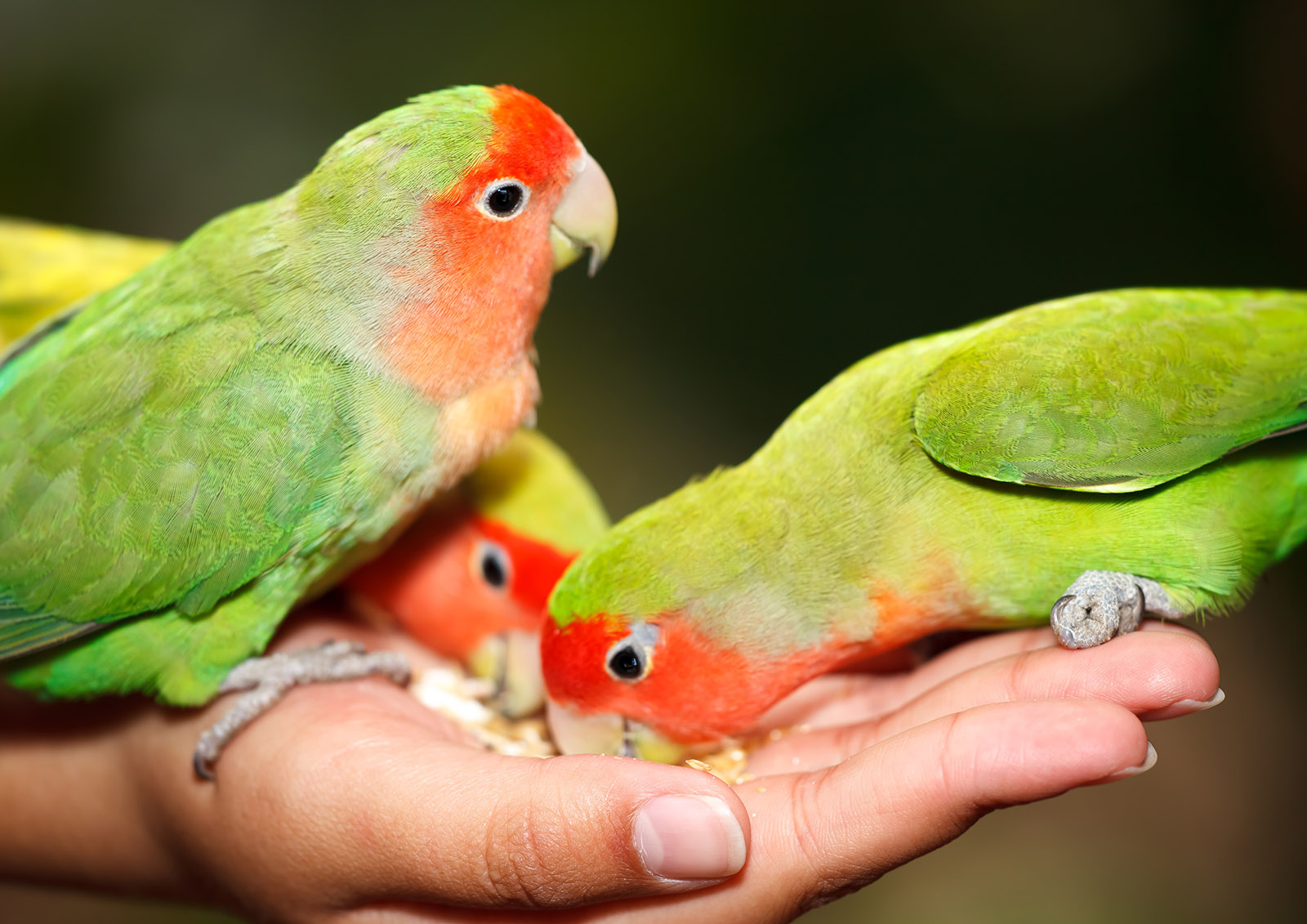 Comida e Sementes para Aves MISTER ® MEISTER