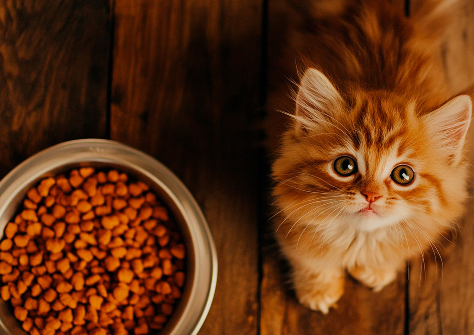 Ração e Comida para Gatos MISTER ® MEISTER