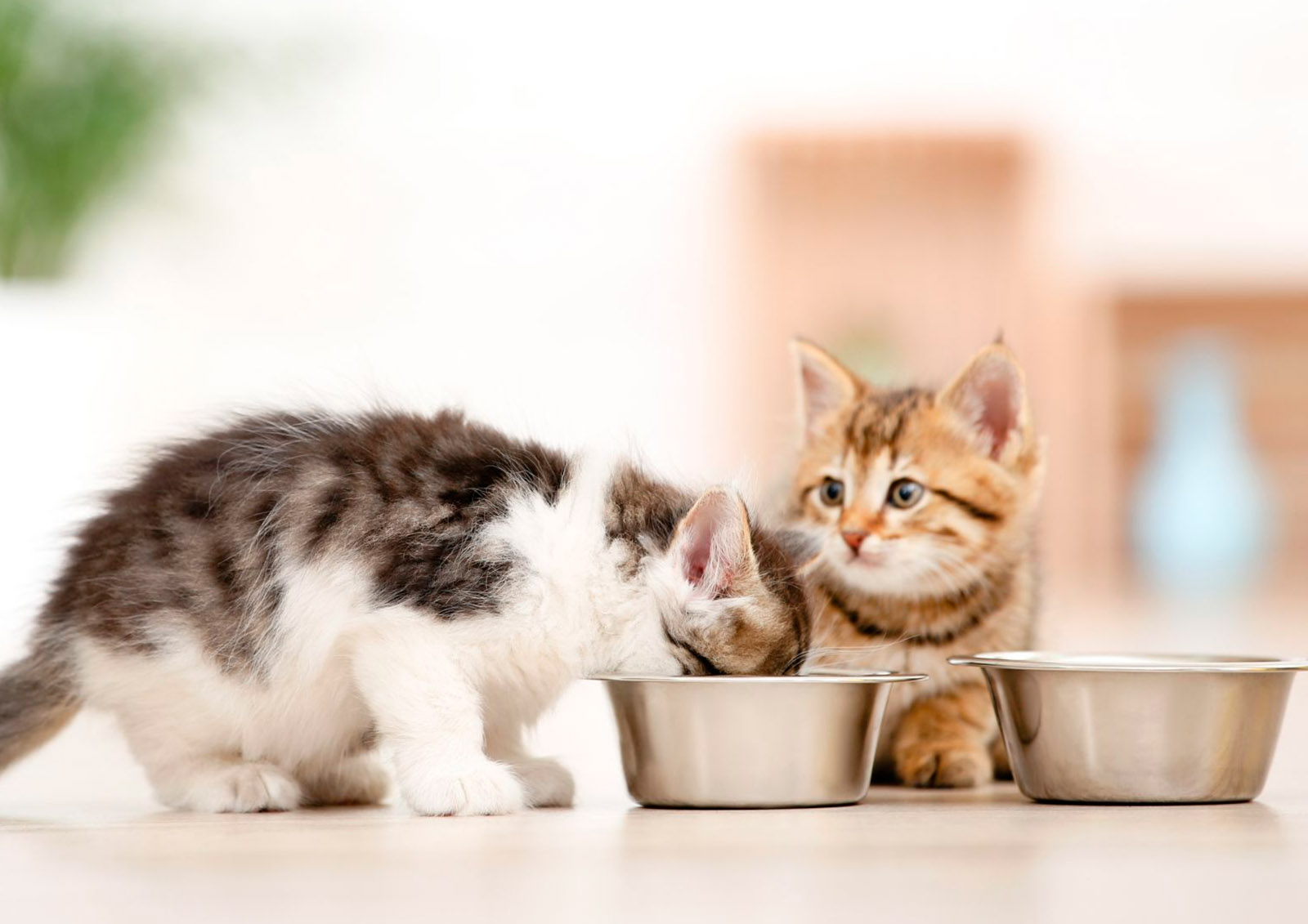 Katzenfutter und Trockenfutter MISTER ® MEISTER