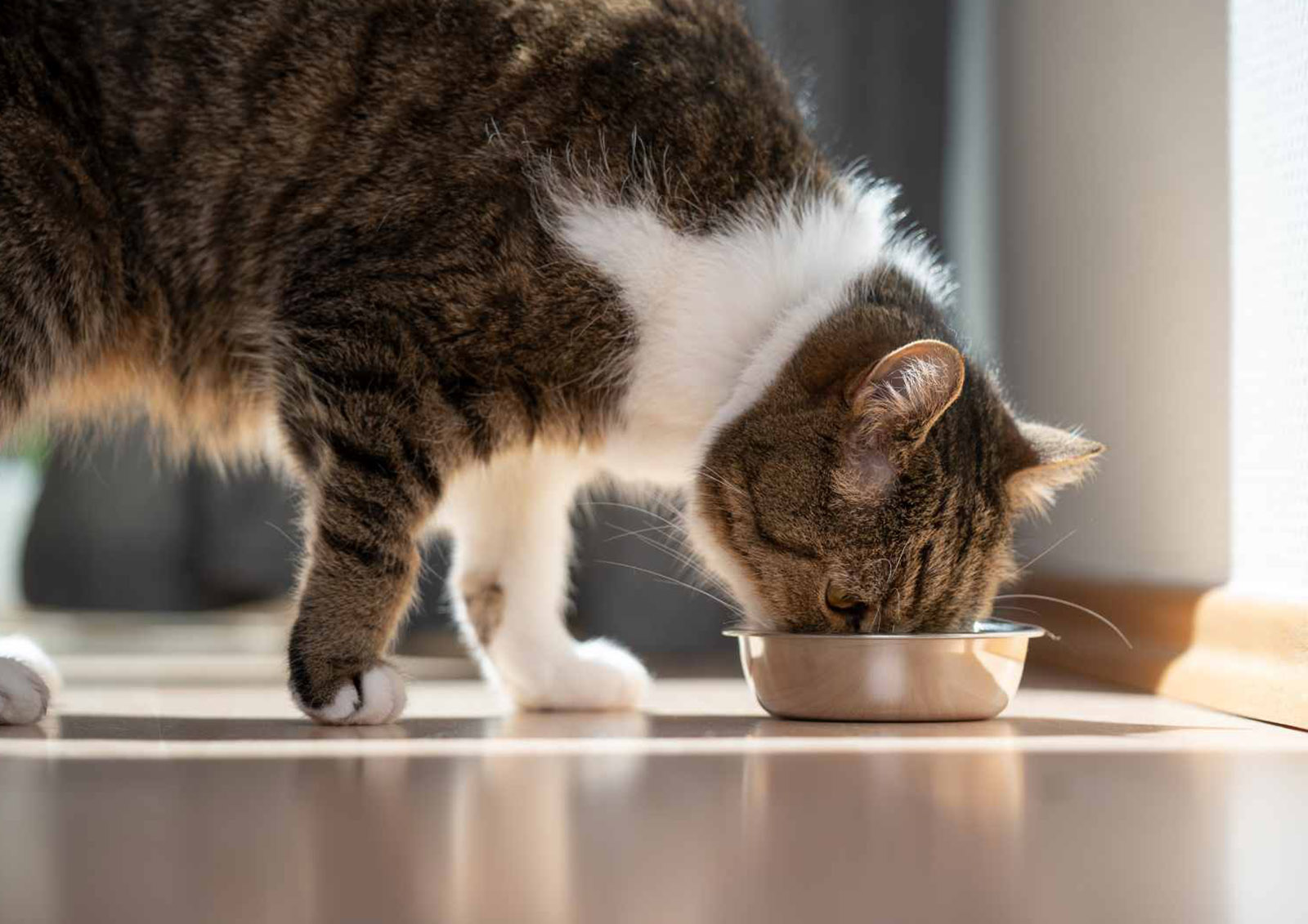 Croquettes et Nourriture pour Chats MISTER ® MEISTER