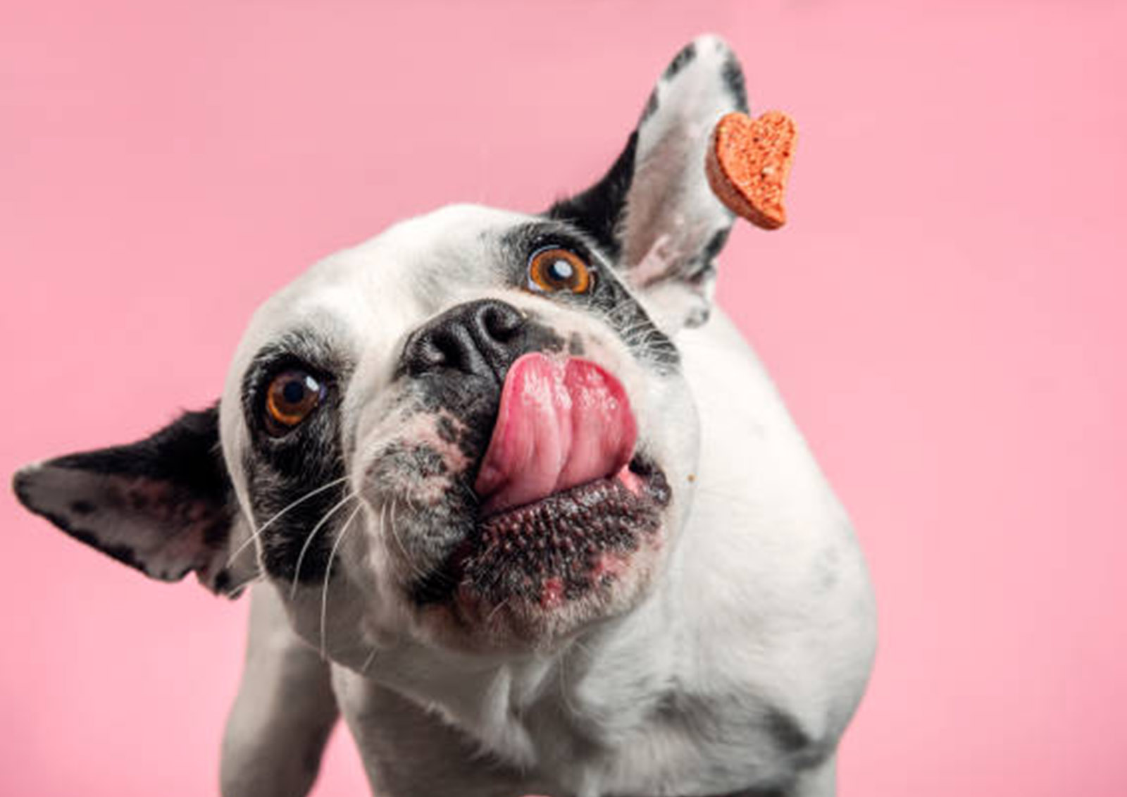 Croquettes et Nourriture pour Chiens MISTER ® MEISTER