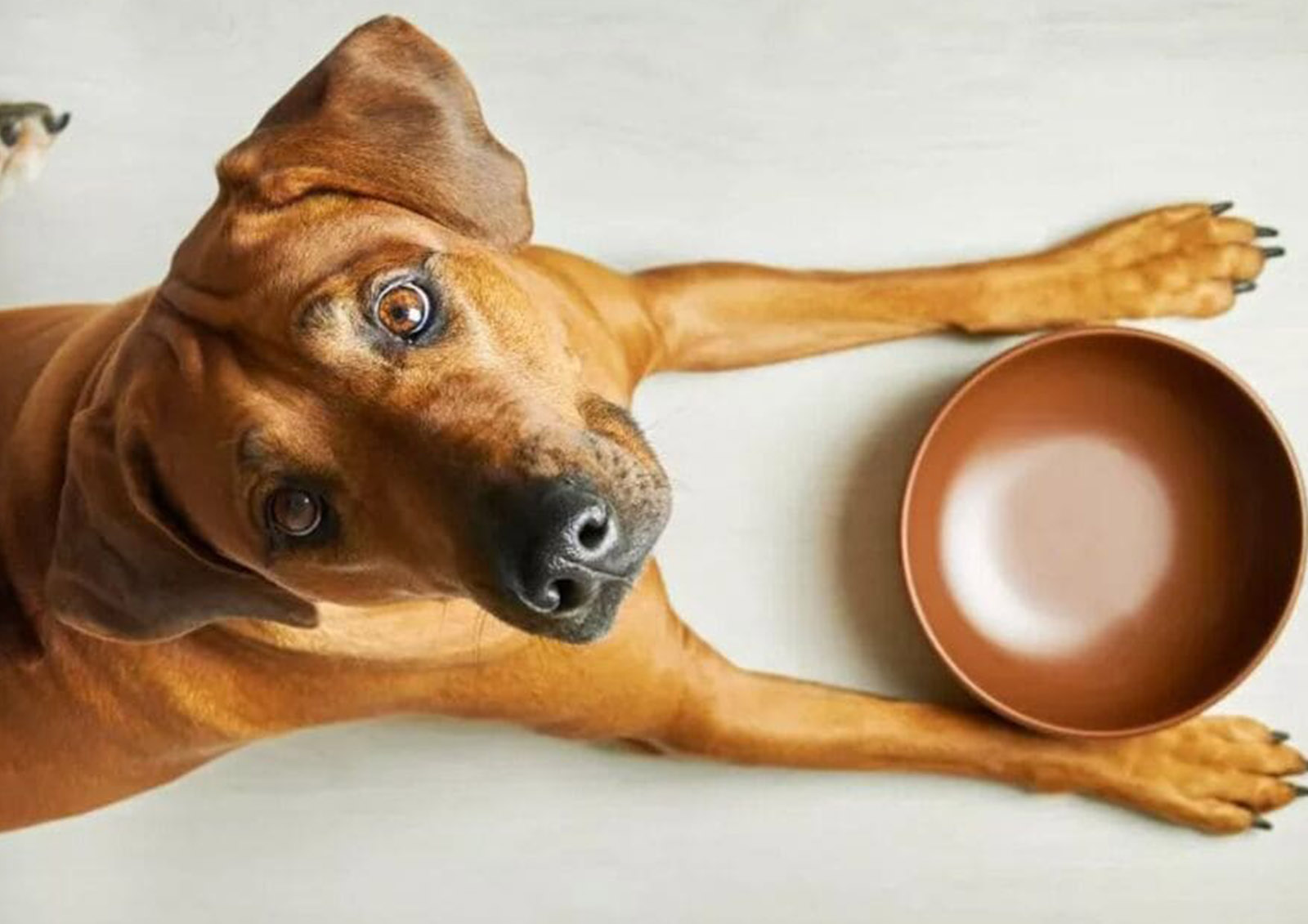 Hundefutter und Trockenfutter MISTER ® MEISTER