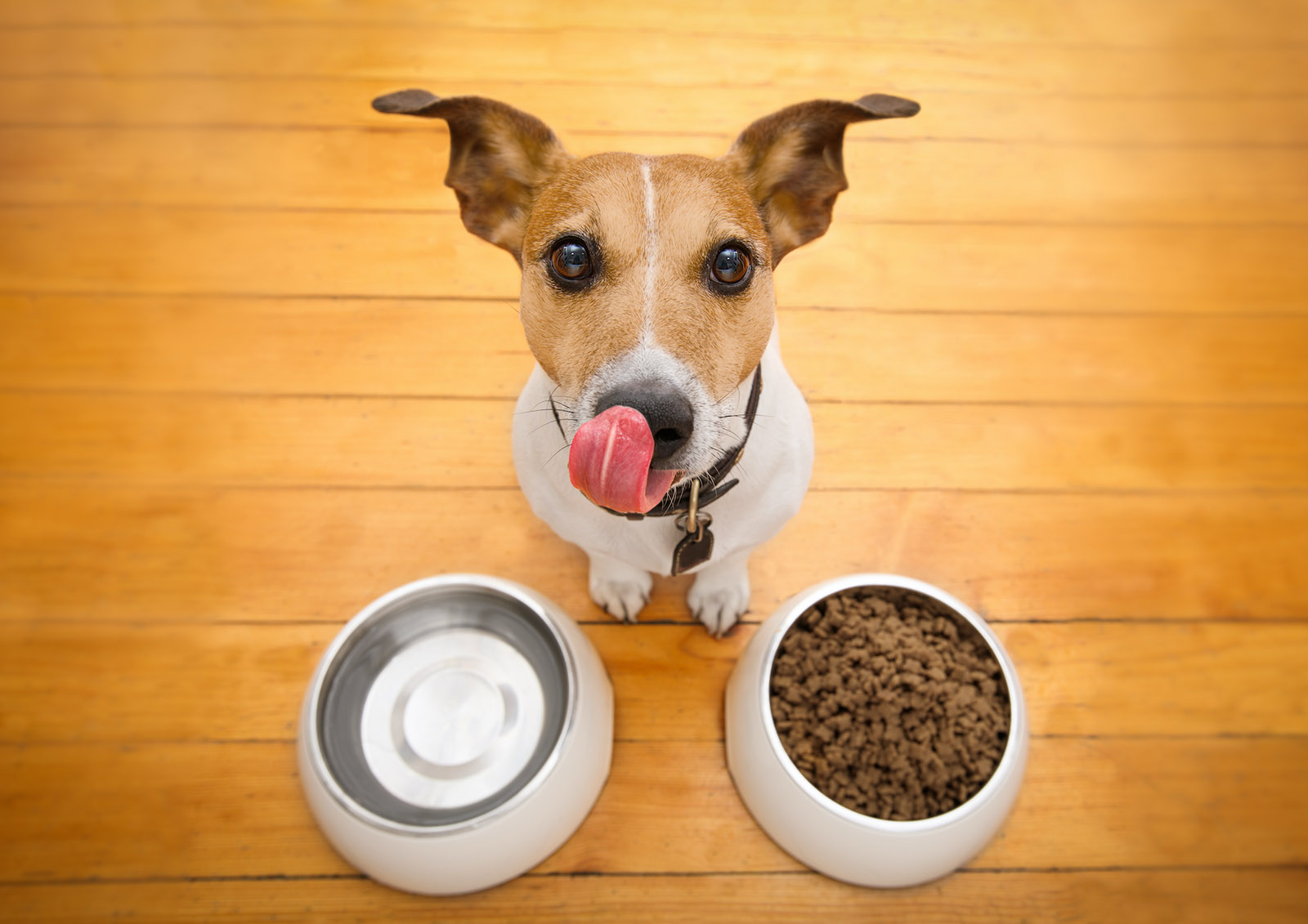 Croquettes et Nourriture pour Chiens MISTER ® MEISTER
