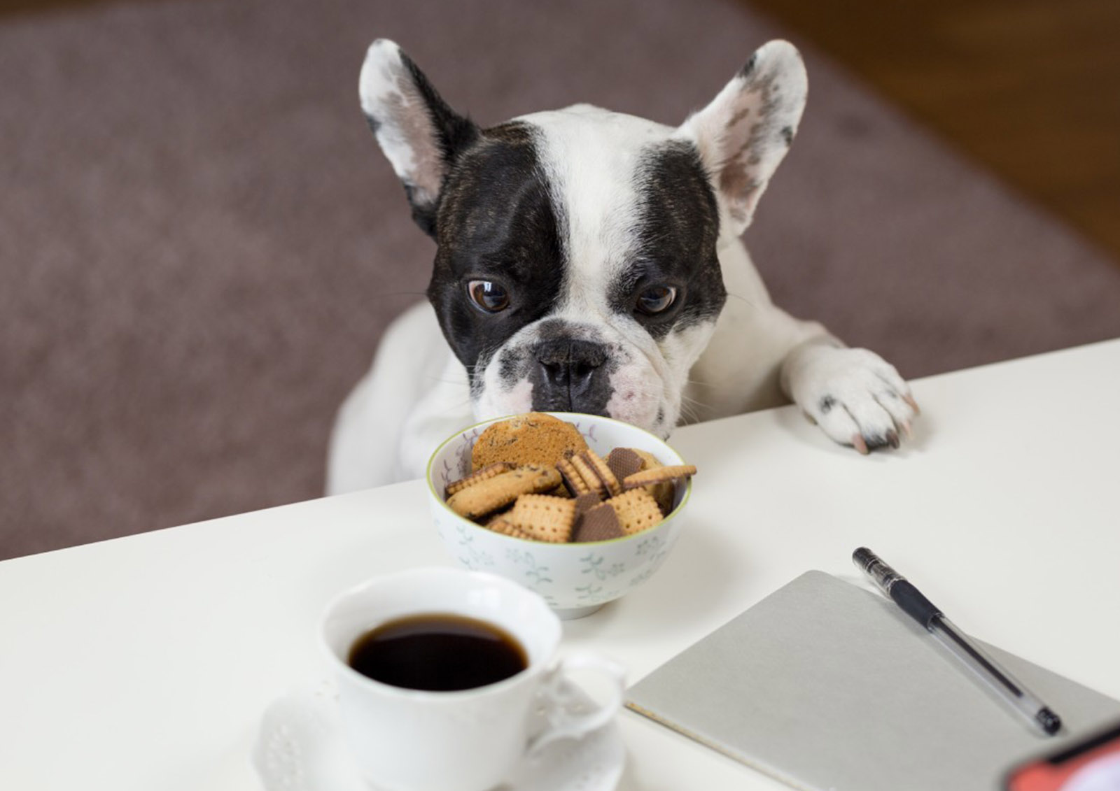 Hundefutter und Trockenfutter MISTER ® MEISTER