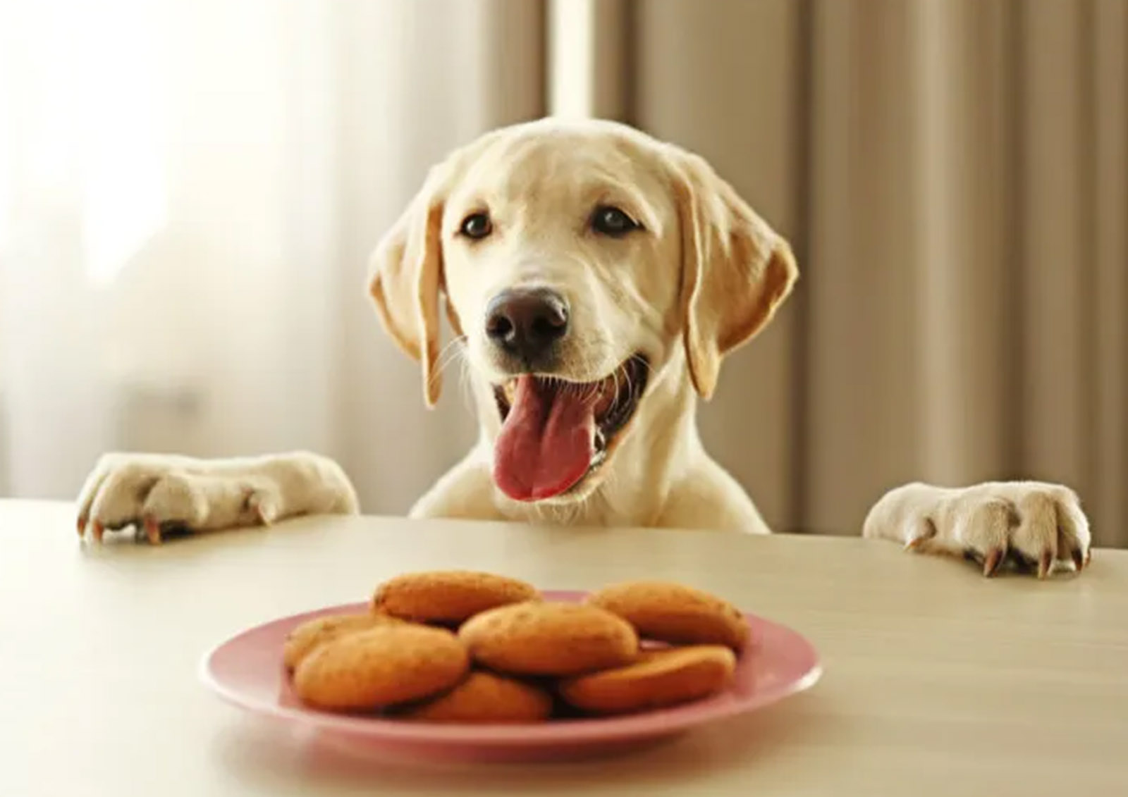 Ração e Comida para Cães MISTER ® MEISTER