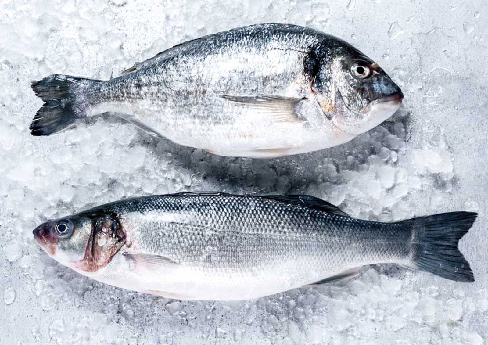 Fisch MISTER ® MEISTER