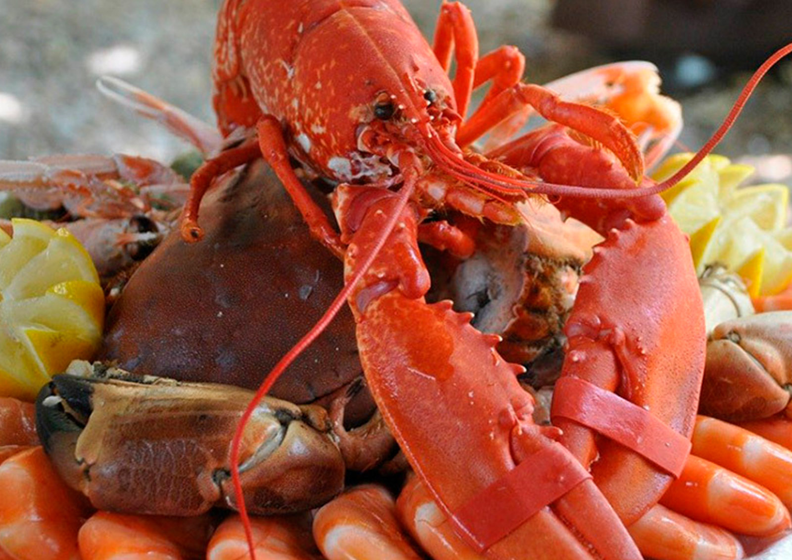 Fruits de Mer MISTER ® MEISTER